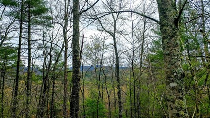 morning in the forest