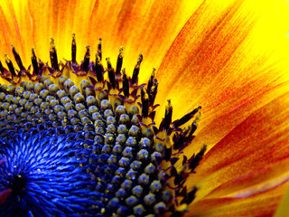 Słonecznik wnętrze kwiatu. - obrazy, fototapety, plakaty