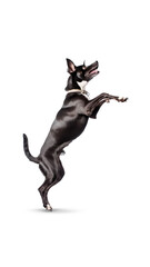 American Toy terrier on a transparent background.
