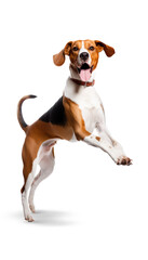 American Foxhound on a transparent background. - 599890684