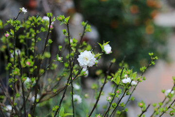Closeup of white peach flower blowing in the garden