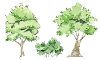 Obraz premium Green tree watercolor illustration, Hand drawn leafy and evergreen tree element object, Forest elements for landscape creator and architecture drawing, Family tree