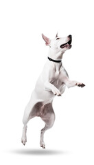 Bull Terrier on a transparent background.