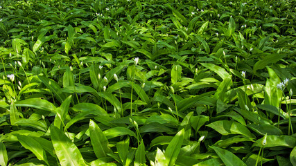 Kolonia czosnku niedźwiedziego