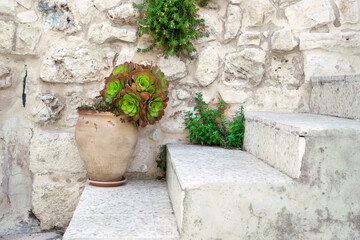 Fototapeta na wymiar Blossoming sempervivum tectorum in clay flowerpot on the stone steps of a porch on the stone wall background