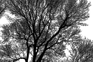 Black Tree Illustratioin Against A White Sky