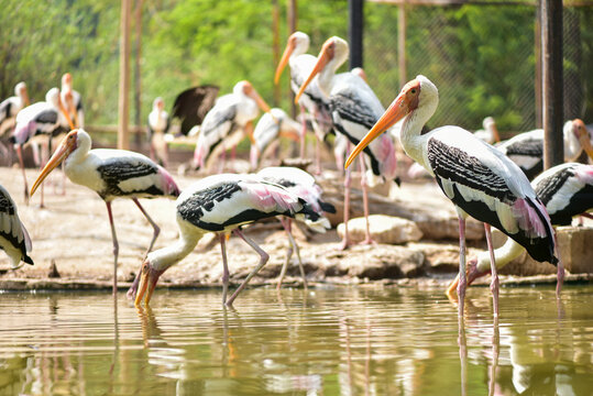 The painted stork is a large sandpiper in the stork family. Found in the wetlands of the tropical plains of southern Asia and the Indian subcontinent. Cute wildlife concept. Beautiful birds.