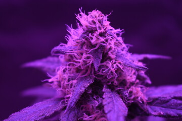 purple grow room cannabis bud 