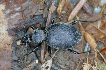 An imago of cychrus caraboides. A flightless, specialized predator that hunts shell snails.