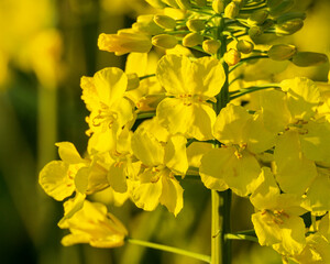 Rapeseed flower closeup with a blurred yellow background