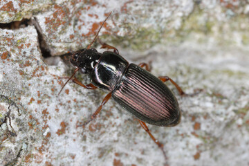 A ground beetle Harpalus sp. adult predatory beetle, apredator of small invertebrates on bark.