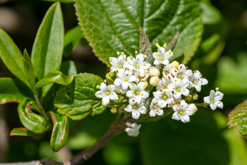 Close up of wayfaring viburnum (viburnum lantana) flowers in bloom
