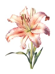 Watercolor illustration of a lily flower isolated on white background. Generative AI.