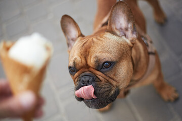 Portrait of a hungry little bulldog licking it's lips while looking at the ice cream. Cute young pet asking for a treat