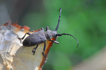 Weaver beetle (lamia textor). Found in a willow bush in south Poland.