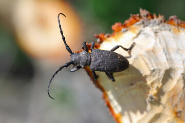 Weaver beetle (lamia textor). Found in a willow bush in south Poland.