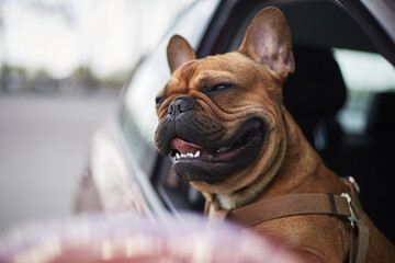 Cute French bulldog puppy looking out of a car window. Portrait of a happy young dog riding in a...