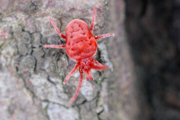 Velvet mite, Red mite, Velvet mites (Trombidium spec., Trombidium cf. holosericeum), sitting on the bark.