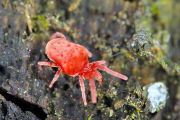 Velvet mite, Red mite, Velvet mites (Trombidium spec., Trombidium cf. holosericeum), sitting on the bark.