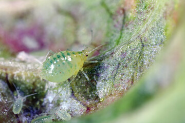 Currant blister aphids, Cryptomyzus ribis, feeding on the underside of a redcurrant leaf.