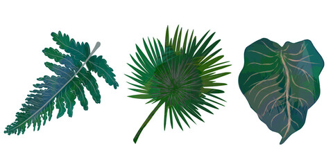 Set of tropical leaves, leaves with texture,. Elements for design