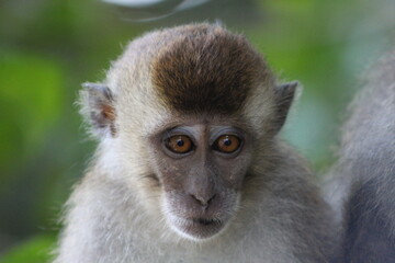 close up of a sad macaque