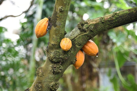 Cabosse, fruit du cacaoyer