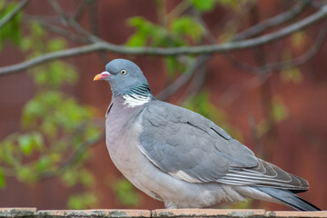 pigeon on a branch
