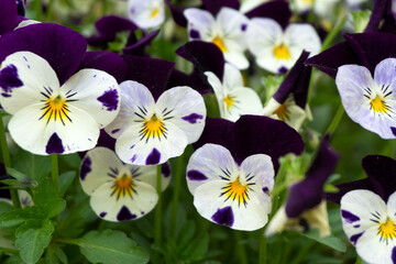 Wild Pansy