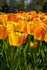 spring blooming yellow tulips, flower background. Selective focus.