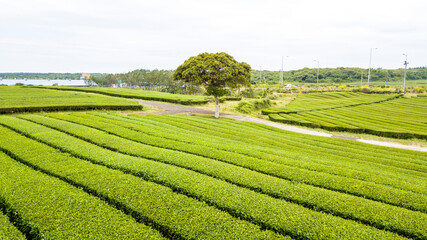 green tea field