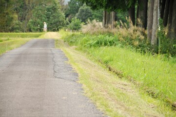 path in the forest