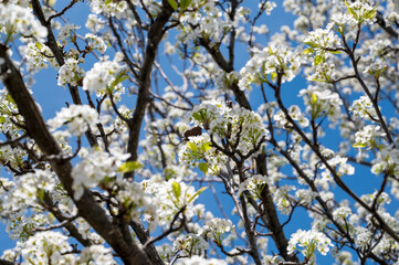 Spring blossom background. Beautiful nature scene with blooming spring flowers.
