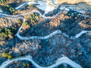 view of the birch tree