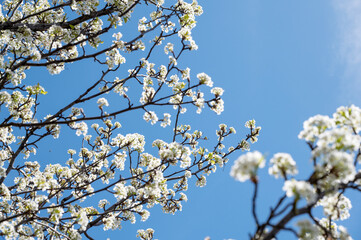 Branch of blooming tree. white flowers, close up photo of spring blossom, selective focus 