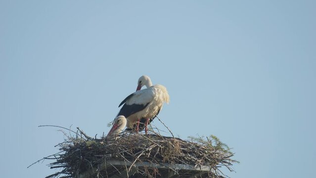 Slow motion footage of a stork with a baby in the nest on the village house roof at the Cigoc village, Lonjsko polje Nature Park, Croatia