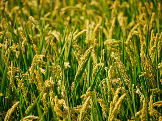 green wheat field