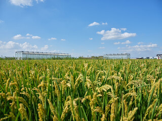 corn field with sky