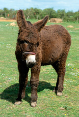 Fototapeta premium Ane, Race baudet du Poitou