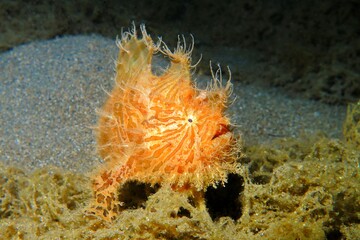 Hairy frogfish (Antennarius striatus) on the seabed. Underwater creature, macro picture. Night scuba diving with sea animals. Underwater photography, fish portrait.