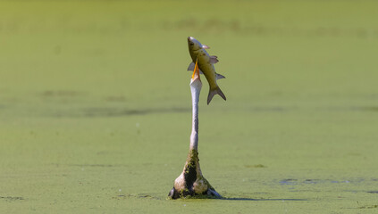 Oriental darter (Anhinga melanogaster) or snake bird fishing in river.