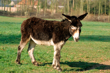 Ane, Race noir du Berry