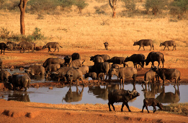 Fototapeta na wymiar Buffle d'afrique, syncerus caffer, Parc national du Tsavo, Kenya