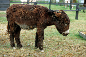 Ane, Race baudet du Poitou