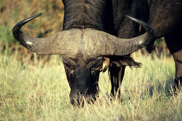 Obraz premium Buffle d'afrique, syncerus caffer, Parc national de Masai Mara, Kenya