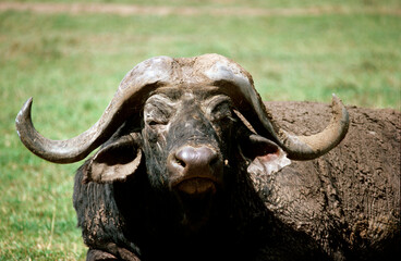 Obraz premium Buffle d'afrique, syncerus caffer, Parc national de Masai Mara, Kenya