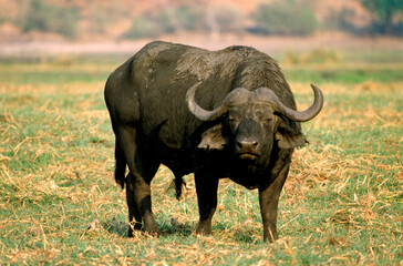 Fototapeta premium Buffle d'afrique, syncerus caffer, Parc national de Masai Mara, Kenya