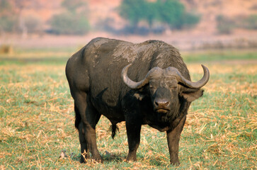 Obraz premium Buffle d'afrique, syncerus caffer, Parc national de Masai Mara, Kenya