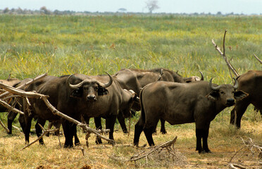 Fototapeta premium Buffle d'afrique, syncerus caffer, Parc national de Masai Mara, Kenya