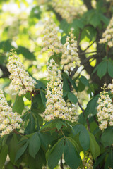 Branches of blooming  chestnut, beutiful candles of chestnuts - 599904219